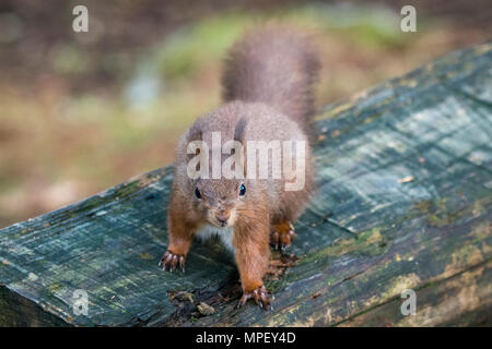 Single, niedliche Eichhörnchen stehend auf Holzbank & Frech nach oben geschaut - Snaizeholme Eichhörnchen Trail, in der Nähe von Hawes, Yorkshire Dales, England, UK. Stockfoto