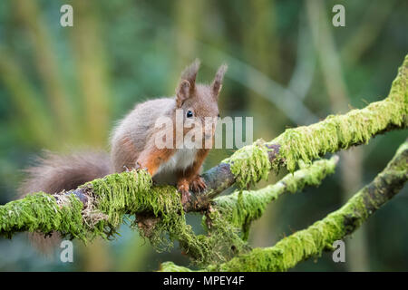 Single, niedliche Eichhörnchen zu Ast festhalten und frech auf der Suche rund um Snaizeholme Eichhörnchen Trail, in der Nähe von Hawes, Yorkshire Dales, England, Großbritannien Stockfoto