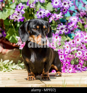Dackel Miniatur glatt Stockfoto
