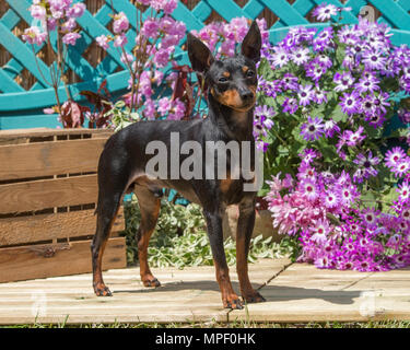 Englischer Toy Terrier Hund Stockfoto