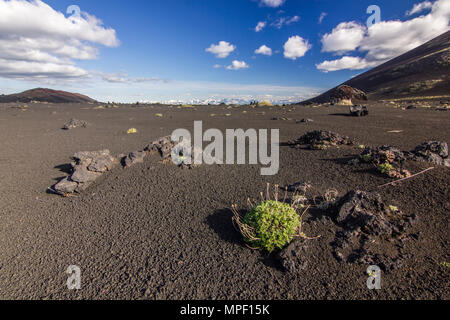 Feld mit schwarzem Sand vulkanischen Ursprungs mit wenig Vegetation Stockfoto