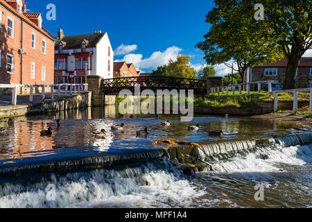 Enten auf Wehr am Fluß Leven an Stokesley, North Yorkshire, Großbritannien Stockfoto