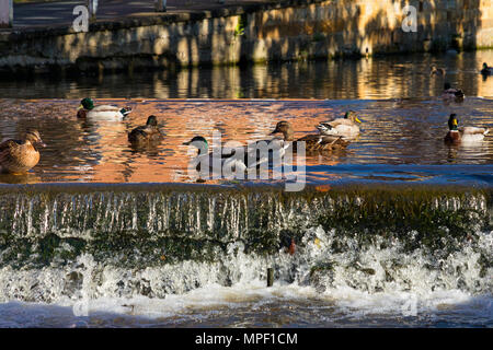 Enten auf Wehr am Fluß Leven an Stokesley, North Yorkshire, Großbritannien Stockfoto