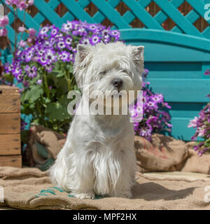 West Highland White terrier Stockfoto