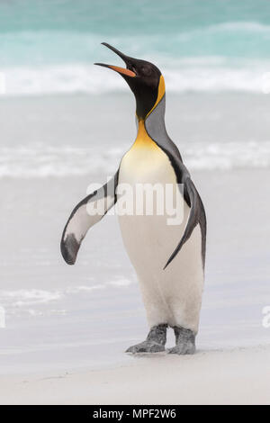 Königspinguin Stockfoto