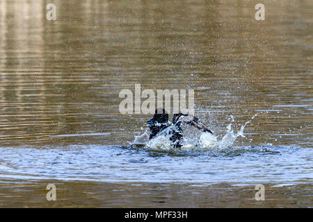 Männliche Northern Shoveler Schwimmen auf dem See Stockfoto