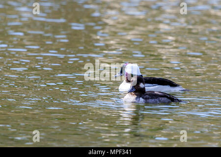 Männliche Bufflehead ente Schwimmen in einem kanadischen See Stockfoto