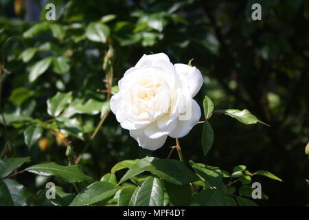 Einzelne weiße Rose Stockfoto