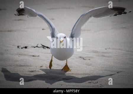 Kittiwake am Strand Stockfoto