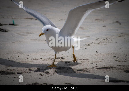 Kittiwake am Strand Stockfoto