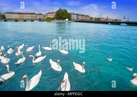 Schwäne Geneve Genf am Genfer See in der Schweiz Schweizer Stockfoto