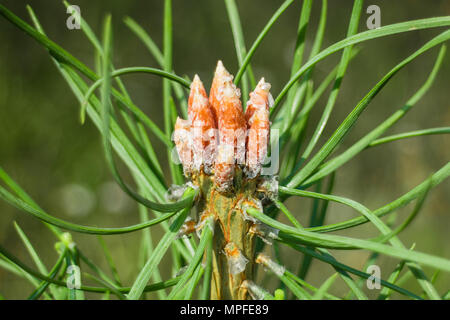 Frische Kiefer Knospen und Nadeln auf einen jungen Baum, Nahaufnahme Stockfoto