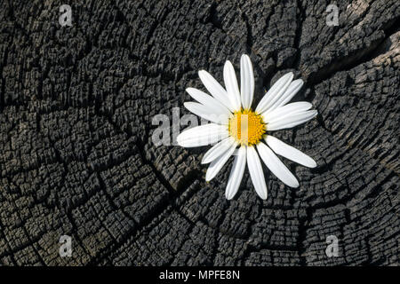 Frische Kamille Blume auf einem Verkohlten alter Baumstumpf mit Rissen und Jahresringe close-up Stockfoto