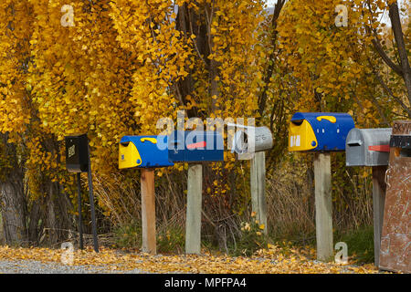 Briefkästen und Pappeln im Herbst, Krone Terrasse, in der Nähe von Florenz, in der Nähe von Queenstown, Otago, Südinsel, Neuseeland Stockfoto