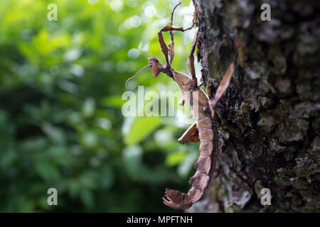 Stacheligen Heuschrecke Stockfoto