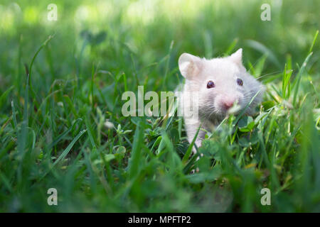 Kleine goldene Hamster im Gras Stockfoto