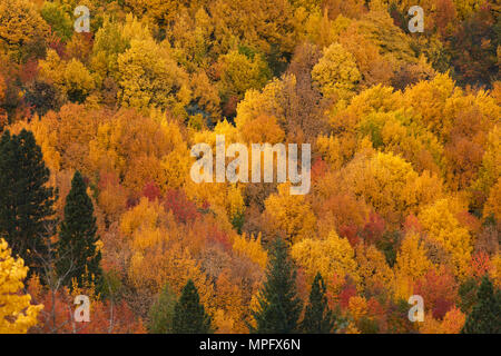 Herbstliche Farben, Arrowtown, in der Nähe von Queenstown, Otago, Südinsel, Neuseeland Stockfoto