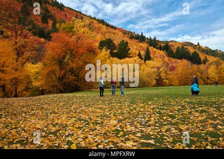 Bäume im Herbst und Touristen auf Wilcox Grün, Arrowtown, in der Nähe von Queenstown, Otago, Südinsel, Neuseeland Stockfoto