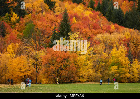 Bäume im Herbst und Touristen auf Wilcox Grün, Arrowtown, in der Nähe von Queenstown, Otago, Südinsel, Neuseeland Stockfoto