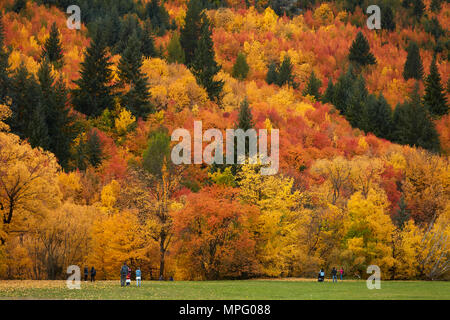 Bäume im Herbst und Touristen auf Wilcox Grün, Arrowtown, in der Nähe von Queenstown, Otago, Südinsel, Neuseeland Stockfoto