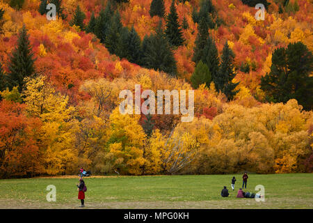 Bäume im Herbst und Touristen auf Wilcox Grün, Arrowtown, in der Nähe von Queenstown, Otago, Südinsel, Neuseeland Stockfoto