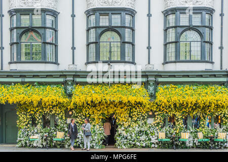 London, Großbritannien. 23. Mai 2018. Die Ivy Chelsea Garden Zweig in der Kings Road ist in Blumen als Teil der Chelsea in der Blüte und der Chelsea Fringe - Die RHS Chelsea Flower Show im Royal Hospital, Chelsea abgedeckt. Credit: Guy Bell/Alamy leben Nachrichten Stockfoto