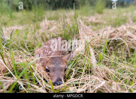 Elkton, Oregon, USA. 23 Mai, 2018. Einen Tag alten Schwarzen tailed deer fawn legt bewegungslos in einer Weide auf einem Bauernhof in der Nähe von Aschau in Westoregon. Wildnisbeamte Vorsicht Leute junge rehkitze im Ort zu verlassen Sie gefunden werden, als die Mutter Hirsch ist wahrscheinlich in der Nähe und werden wiederkommen, wenn die Menschen die Region verlassen. Credit: Robin Loznak/ZUMA Draht/Alamy leben Nachrichten Stockfoto