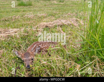 Elkton, Oregon, USA. 23 Mai, 2018. Einen Tag alten Schwarzen tailed deer fawn legt bewegungslos in einer Weide auf einem Bauernhof in der Nähe von Aschau in Westoregon. Wildnisbeamte Vorsicht Leute junge rehkitze im Ort zu verlassen Sie gefunden werden, als die Mutter Hirsch ist wahrscheinlich in der Nähe und werden wiederkommen, wenn die Menschen die Region verlassen. Credit: Robin Loznak/ZUMA Draht/Alamy leben Nachrichten Stockfoto