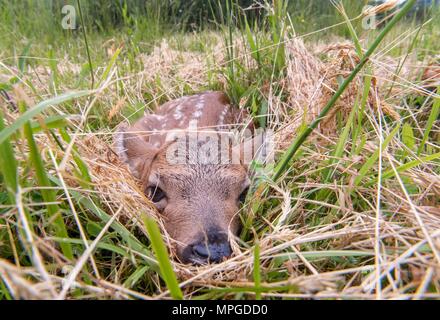 Elkton, Oregon, USA. 23 Mai, 2018. Einen Tag alten Schwarzen tailed deer fawn legt bewegungslos in einer Weide auf einem Bauernhof in der Nähe von Aschau in Westoregon. Wildnisbeamte Vorsicht Leute junge rehkitze im Ort zu verlassen Sie gefunden werden, als die Mutter Hirsch ist wahrscheinlich in der Nähe und werden wiederkommen, wenn die Menschen die Region verlassen. Credit: Robin Loznak/ZUMA Draht/Alamy leben Nachrichten Stockfoto