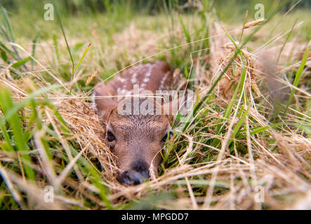 Elkton, Oregon, USA. 23 Mai, 2018. Einen Tag alten Schwarzen tailed deer fawn legt bewegungslos in einer Weide auf einem Bauernhof in der Nähe von Aschau in Westoregon. Wildnisbeamte Vorsicht Leute junge rehkitze im Ort zu verlassen Sie gefunden werden, als die Mutter Hirsch ist wahrscheinlich in der Nähe und werden wiederkommen, wenn die Menschen die Region verlassen. Credit: Robin Loznak/ZUMA Draht/Alamy leben Nachrichten Stockfoto