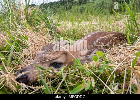 Elkton, Oregon, USA. 23 Mai, 2018. Einen Tag alten Schwarzen tailed deer fawn legt bewegungslos in einer Weide auf einem Bauernhof in der Nähe von Aschau in Westoregon. Wildnisbeamte Vorsicht Leute junge rehkitze im Ort zu verlassen Sie gefunden werden, als die Mutter Hirsch ist wahrscheinlich in der Nähe und werden wiederkommen, wenn die Menschen die Region verlassen. Credit: Robin Loznak/ZUMA Draht/Alamy leben Nachrichten Stockfoto