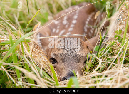 Elkton, Oregon, USA. 23 Mai, 2018. Einen Tag alten Schwarzen tailed deer fawn legt bewegungslos in einer Weide auf einem Bauernhof in der Nähe von Aschau in Westoregon. Wildnisbeamte Vorsicht Leute junge rehkitze im Ort zu verlassen Sie gefunden werden, als die Mutter Hirsch ist wahrscheinlich in der Nähe und werden wiederkommen, wenn die Menschen die Region verlassen. Credit: Robin Loznak/ZUMA Draht/Alamy leben Nachrichten Stockfoto