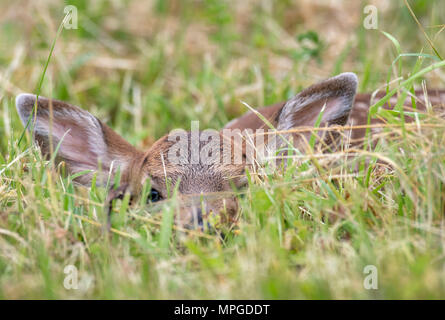 Elkton, Oregon, USA. 23 Mai, 2018. Einen Tag alten Schwarzen tailed deer fawn legt bewegungslos in einer Weide auf einem Bauernhof in der Nähe von Aschau in Westoregon. Wildnisbeamte Vorsicht Leute junge rehkitze im Ort zu verlassen Sie gefunden werden, als die Mutter Hirsch ist wahrscheinlich in der Nähe und werden wiederkommen, wenn die Menschen die Region verlassen. Credit: Robin Loznak/ZUMA Draht/Alamy leben Nachrichten Stockfoto