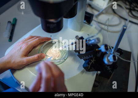 22. Mai 2018, Deutschland, Berlin: ein Forscher Griffe eine Petrischale und beobachten eine CRISPR/Cas 9 Prozess durch ein stereomikroskop am Max-Delbrueck-Center für Molekulare Medizin. Foto: Gregor Fischer/dpa Stockfoto