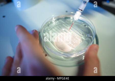 22. Mai 2018, Deutschland, Berlin: ein Forscher führt eine CRISPR/Cas 9 Prozess am Max-Delbrueck-Center für Molekulare Medizin. Foto: Gregor Fischer/dpa Stockfoto