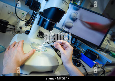 22. Mai 2018, Deutschland, Berlin: ein Forscher Griffe eine Petrischale und beobachten eine CRISPR/Cas 9 Prozess durch ein stereomikroskop am Max-Delbrueck-Center für Molekulare Medizin. Foto: Gregor Fischer/dpa Stockfoto