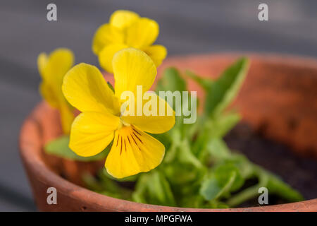 Kleine gelbe Stiefmütterchen Blumen blühen in einem Topf im Sommer auch im Garten. Stockfoto
