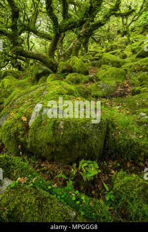 Wistman's Wood, ein Ort von besonderem wissenschaftlichen Interesse, im frühen Herbst im Nationalpark Dartmoor, Devon, England. Stockfoto