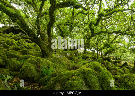 Wistman's Wood, ein Ort von besonderem wissenschaftlichen Interesse, im frühen Herbst im Nationalpark Dartmoor, Devon, England. Stockfoto