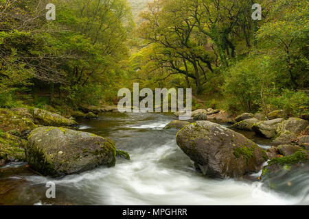 Der Osten Flusses Lyn im Herbst Wald bei Watersmeet im Nationalpark Exmoor, Devon, England. Stockfoto