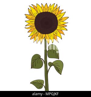 Isolieren helianthus oder Sonnenblumen auf weißem Hintergrund. Close up clipart mit Schatten in flachen realistische Cartoon Stil. Symbol Hand gezeichnet Stock Vektor