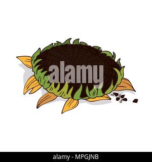Isolieren oder Sonnenblumen helianthus auf weißem Hintergrund. Close up clipart mit Schatten in flachen realistische Cartoon Stil. Symbol Hand gezeichnet Stock Vektor