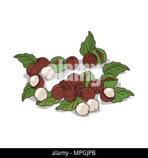 Isolierte clipart von Werk Macadamia auf weißem Hintergrund. Botanische Zeichnung von Kraut Macadamianüsse mit Muttern und Blätter Stock Vektor