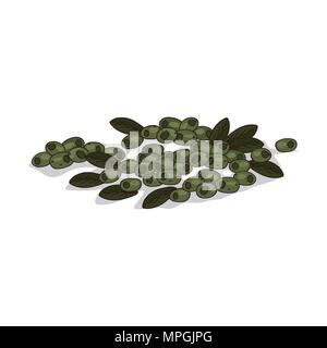 Isolierte clipart von Anlagen Oliven auf weißem Hintergrund. Botanische Zeichnung von Kraut Olea europaea mit Früchten und Blättern Stock Vektor