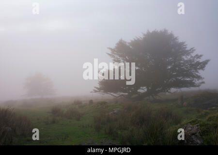 Nebligen Abend Licht bei Foggintor Steinbruch im Nationalpark Dartmoor, Devon, England. Stockfoto