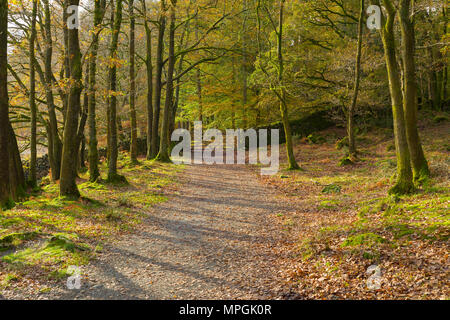 Der Cumbria Weg obwohl Torver gemeinsamen Holz im Herbst im Nationalpark Lake District, Cumbria. Stockfoto