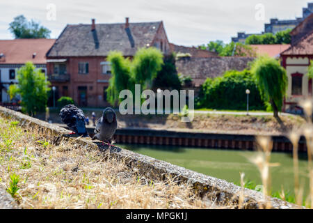 Stadt zwei Tauben sind zu spielen, gemeinsam zu Fuß auf einem sonnigen Tag. Stockfoto