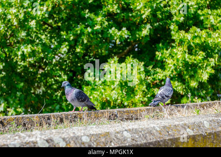 Stadt zwei Tauben sind zu spielen, gemeinsam zu Fuß auf einem sonnigen Tag. Stockfoto