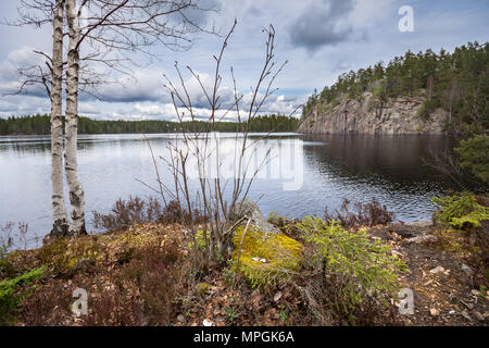 Der frühe Frühling Vegetation am See, mit Birken, Moos und Flechten. Entlang der Bergslagsleden Wanderweg, in Ånnaboda in Südschweden. Stockfoto