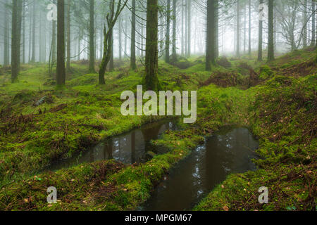 Koniferen in Stockhill Holz auf der Mendip Hills in Somerset, England. Stockfoto